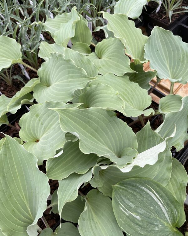 Skywriter(Medium) hosta