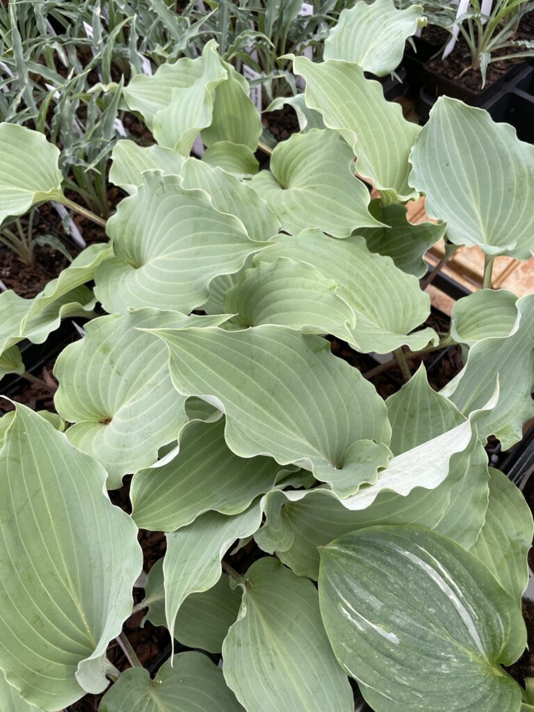 Skywriter(Medium) hosta