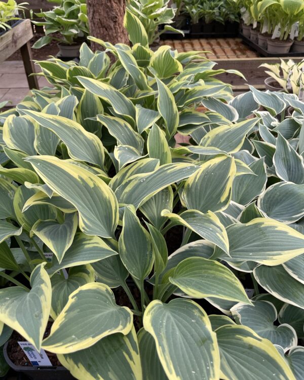 Dress Blues ( Medium) hosta