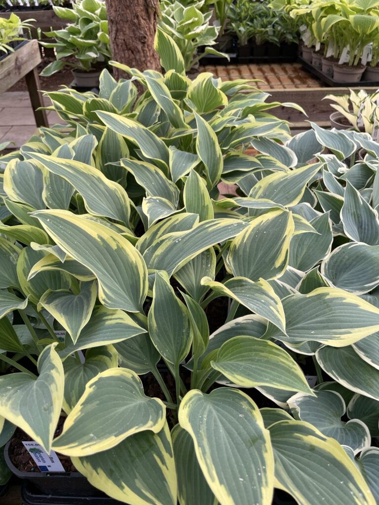 Dress Blues ( Medium) hosta