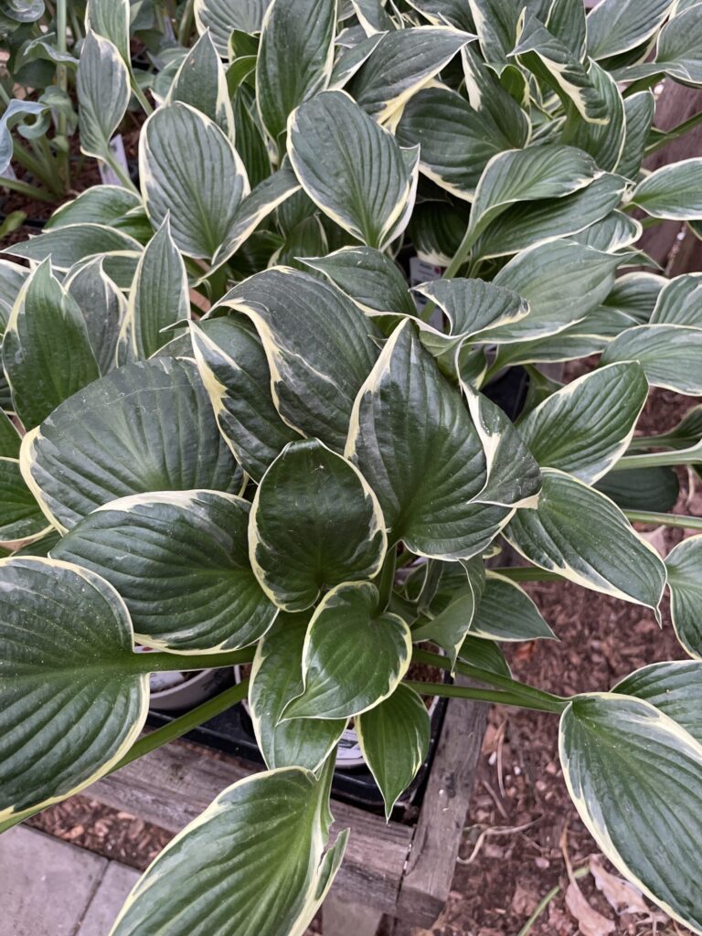 Independence(Large) hosta