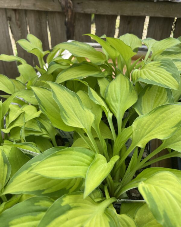 Made in Spades(Small) hosta