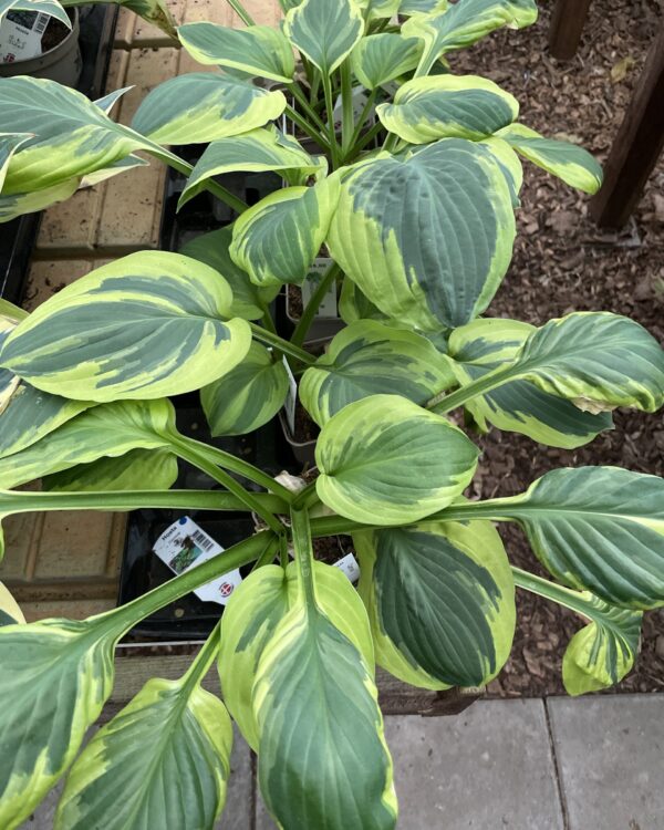 Carnival(Medium) hosta