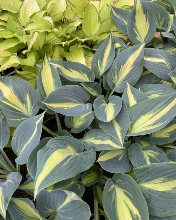 Party Popper(Medium) hosta