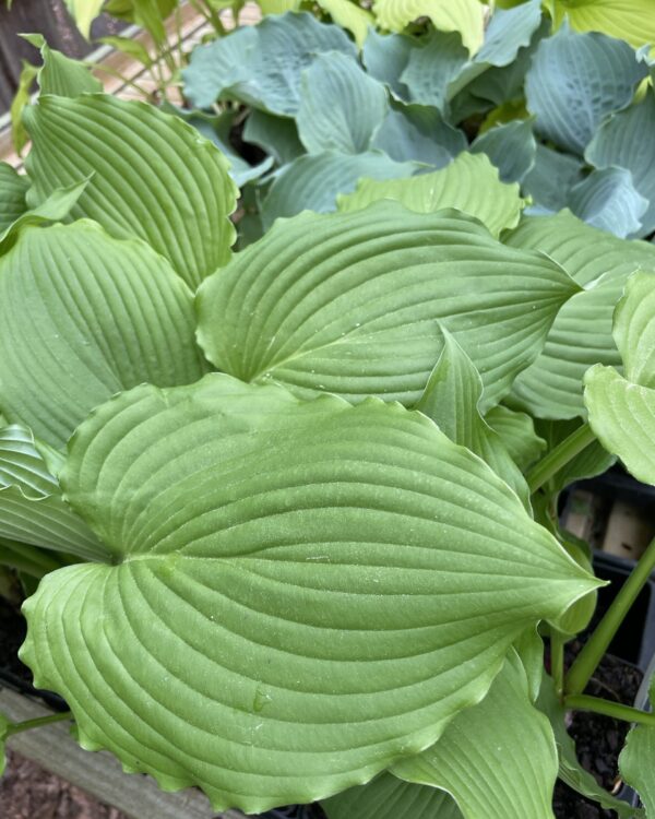 Dancefloor Filler(Large) hosta