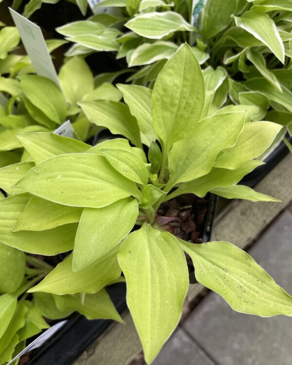 Hydon Sunset(Small) hosta