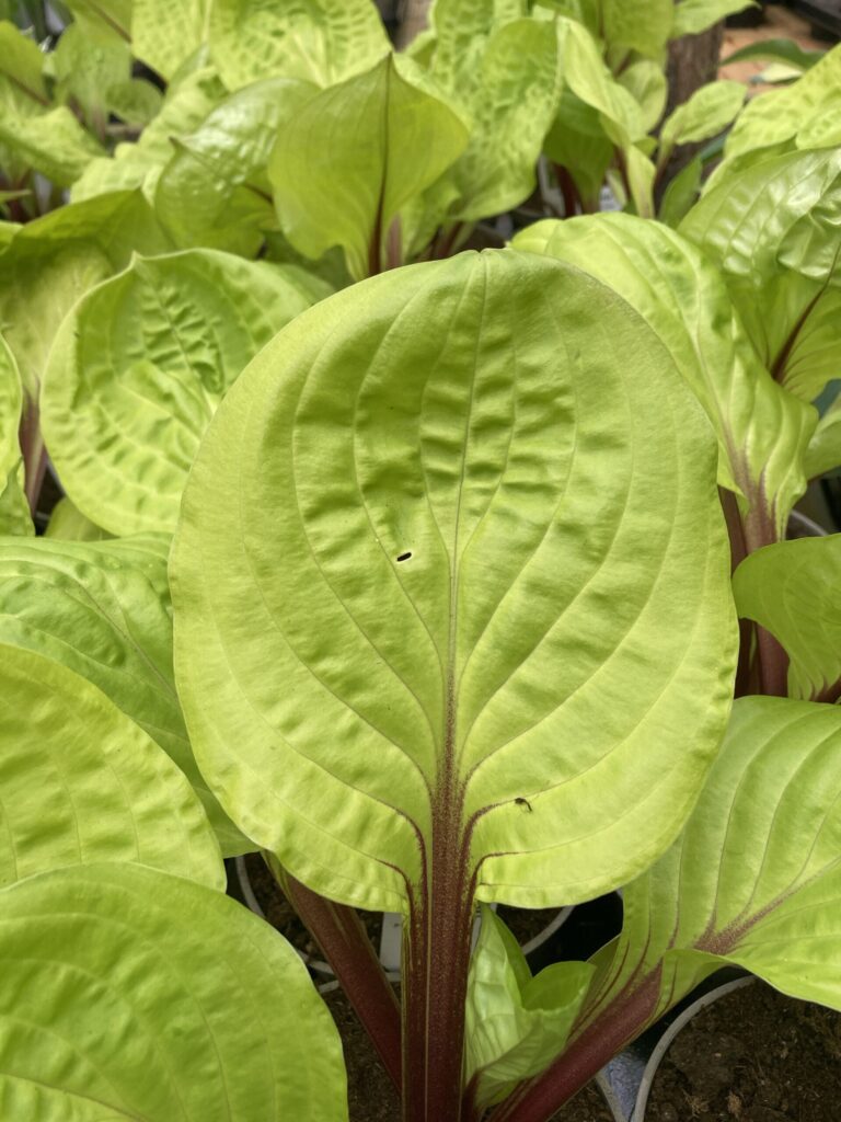 Lemon Snap(small-medium) hosta