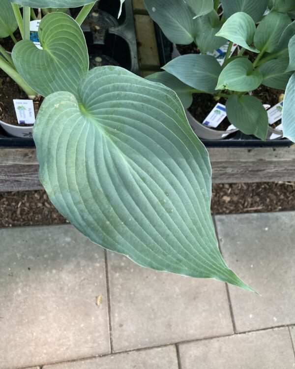 Big Mama(Large) hosta