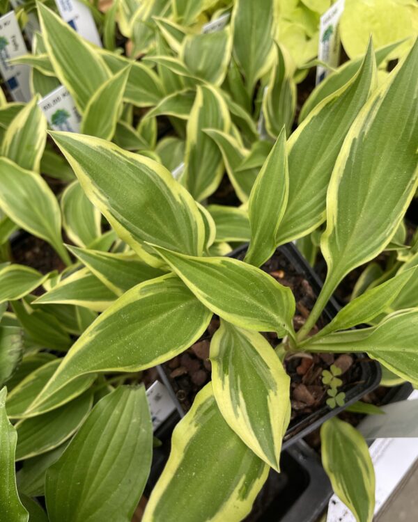 Firefly(small) hosta