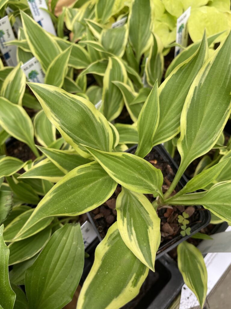 Firefly(small) hosta