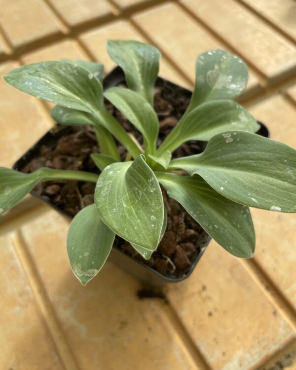 Fingernails(mini) hosta