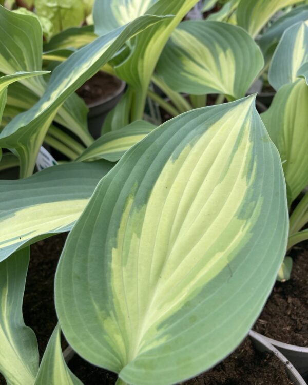 Extasy (small-medium) hosta