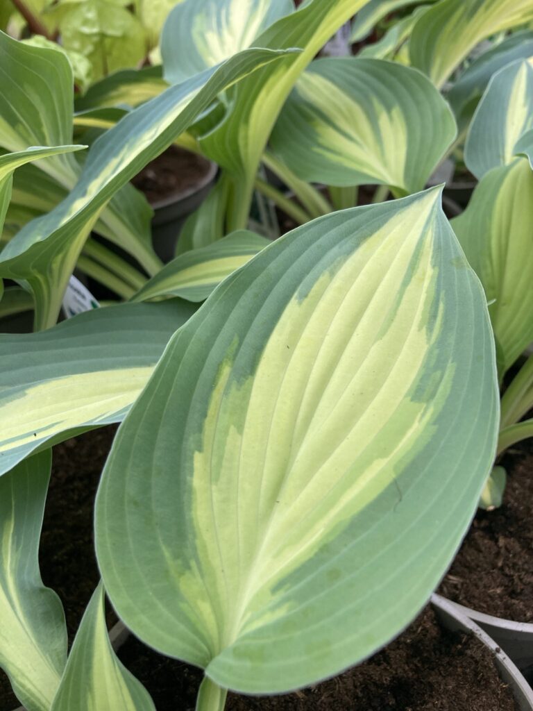 Extasy (small-medium) hosta