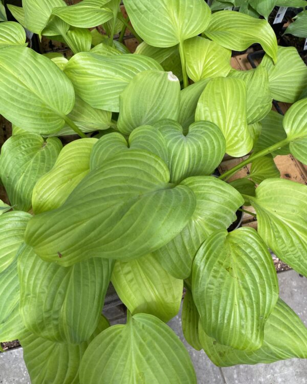 Tortilla chip hosta