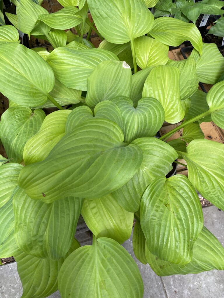 Tortilla chip hosta