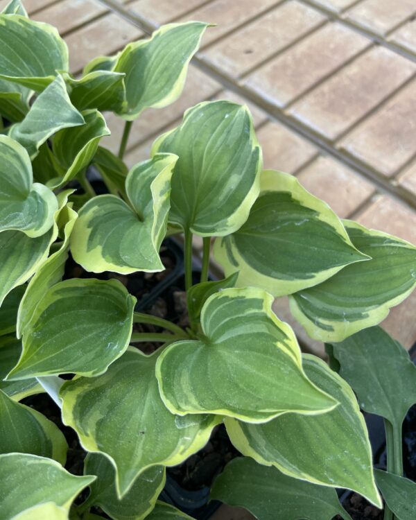 Baby Booties(Small) hosta