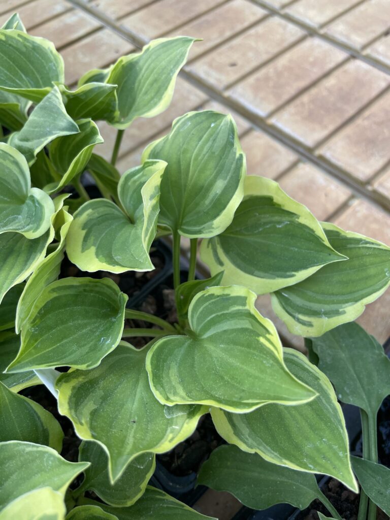 Baby Booties(Small) hosta