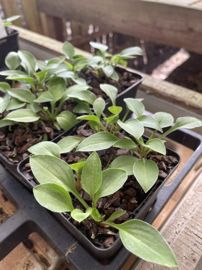 Collector's choice(Mini) hosta