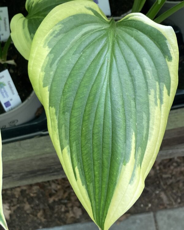 Exotic Presentation(Medium) hosta