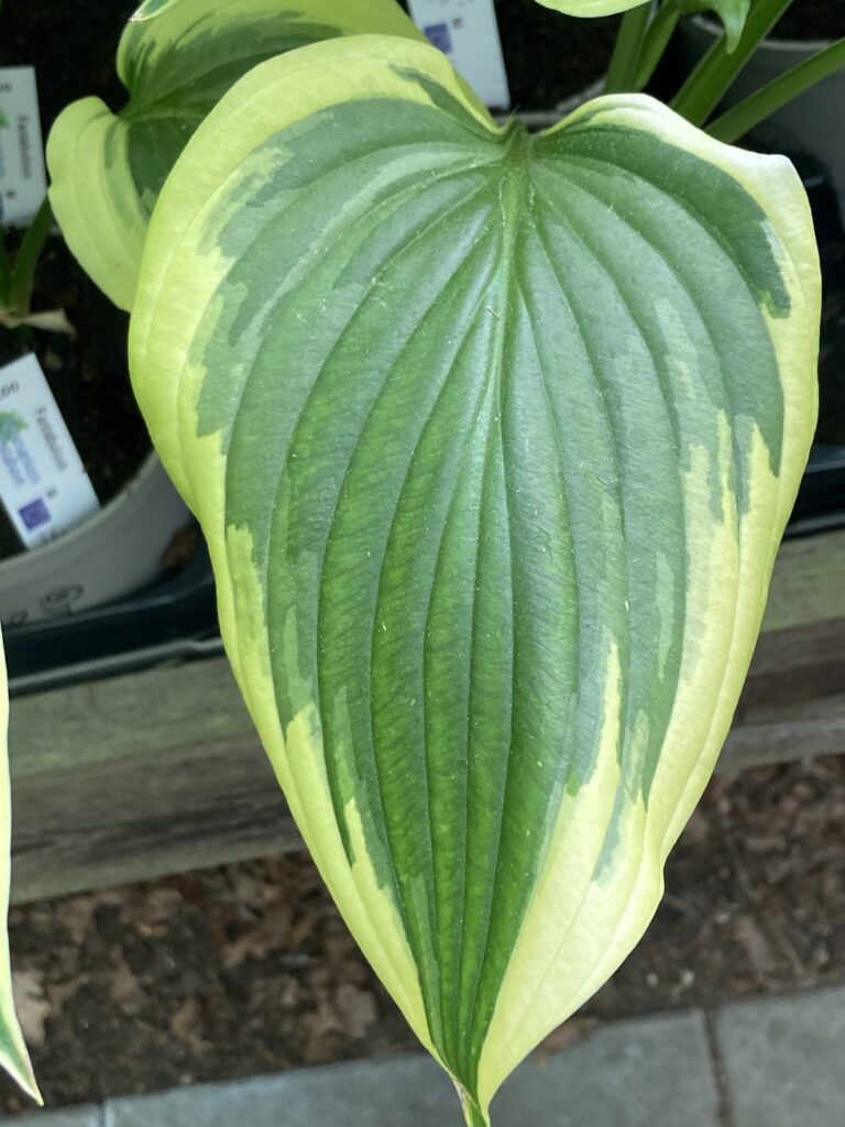 Exotic Presentation(Medium) hosta