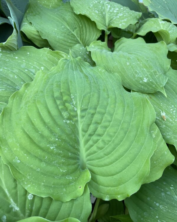 Earthquake(X-Large) hosta