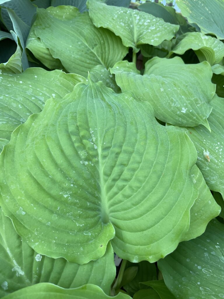 Earthquake(X-Large) hosta