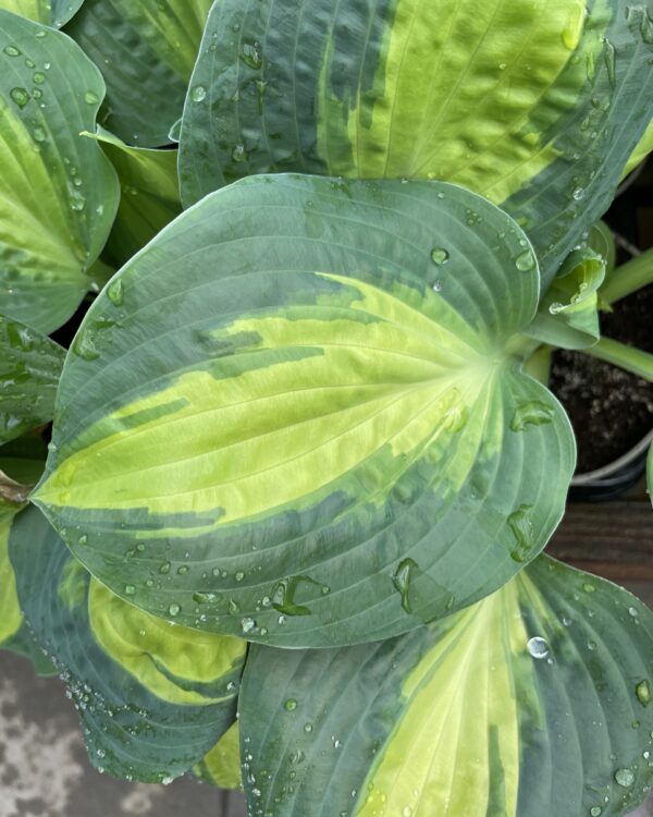 Chain Lightning(Medium) hosta