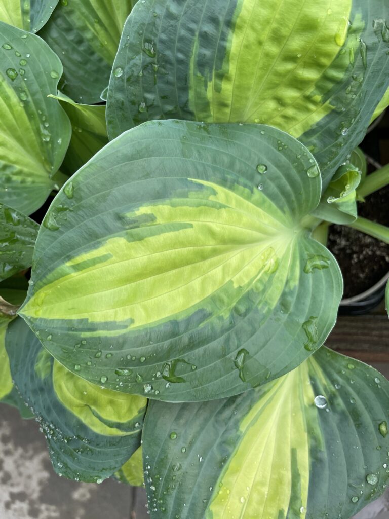 Chain Lightning(Medium) hosta