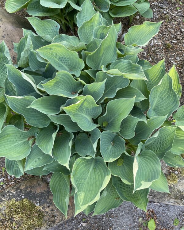 Punky(Medium) hosta