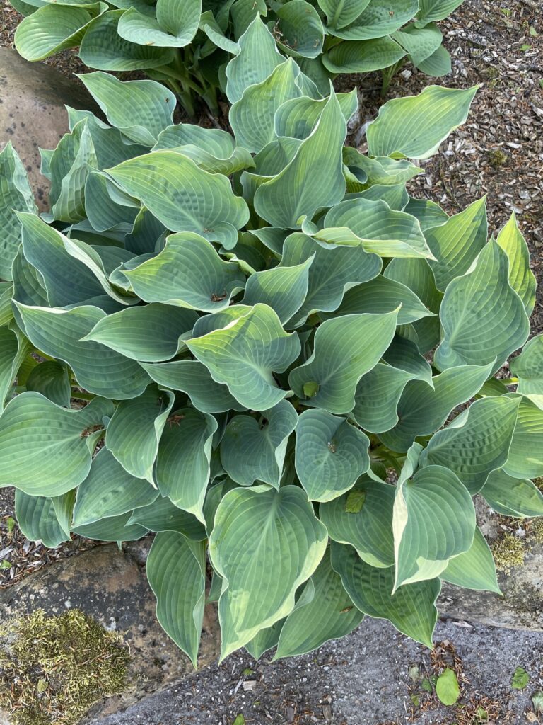 Punky(Medium) hosta