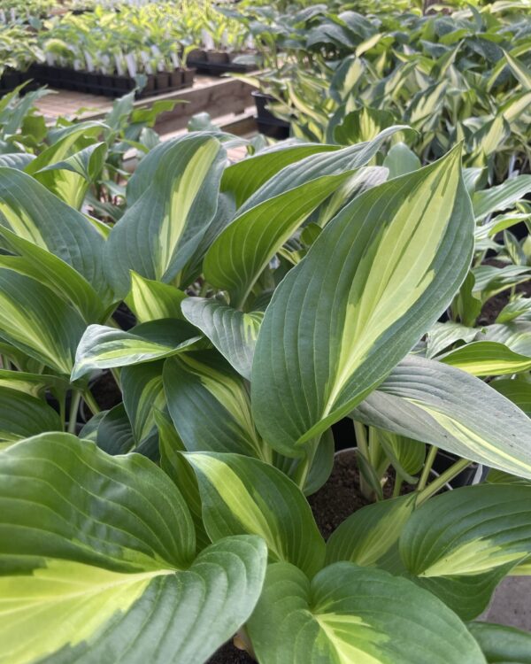 Broad Street (Medium) hosta