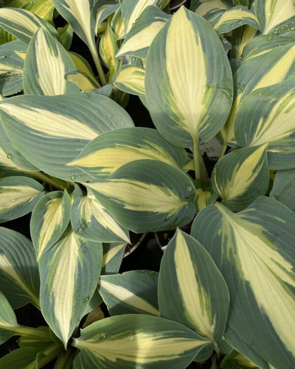 Timeless Beauty(Medium) hosta