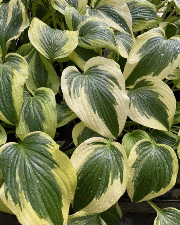 Nærbillede af cremegul og mørkegrøn Fantabolous(Medium) hosta med dråber på bladene