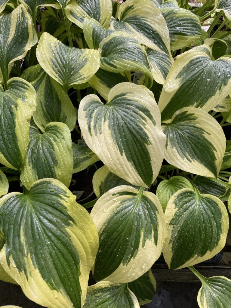 Nærbillede af cremegul og mørkegrøn Fantabolous(Medium) hosta med dråber på bladene