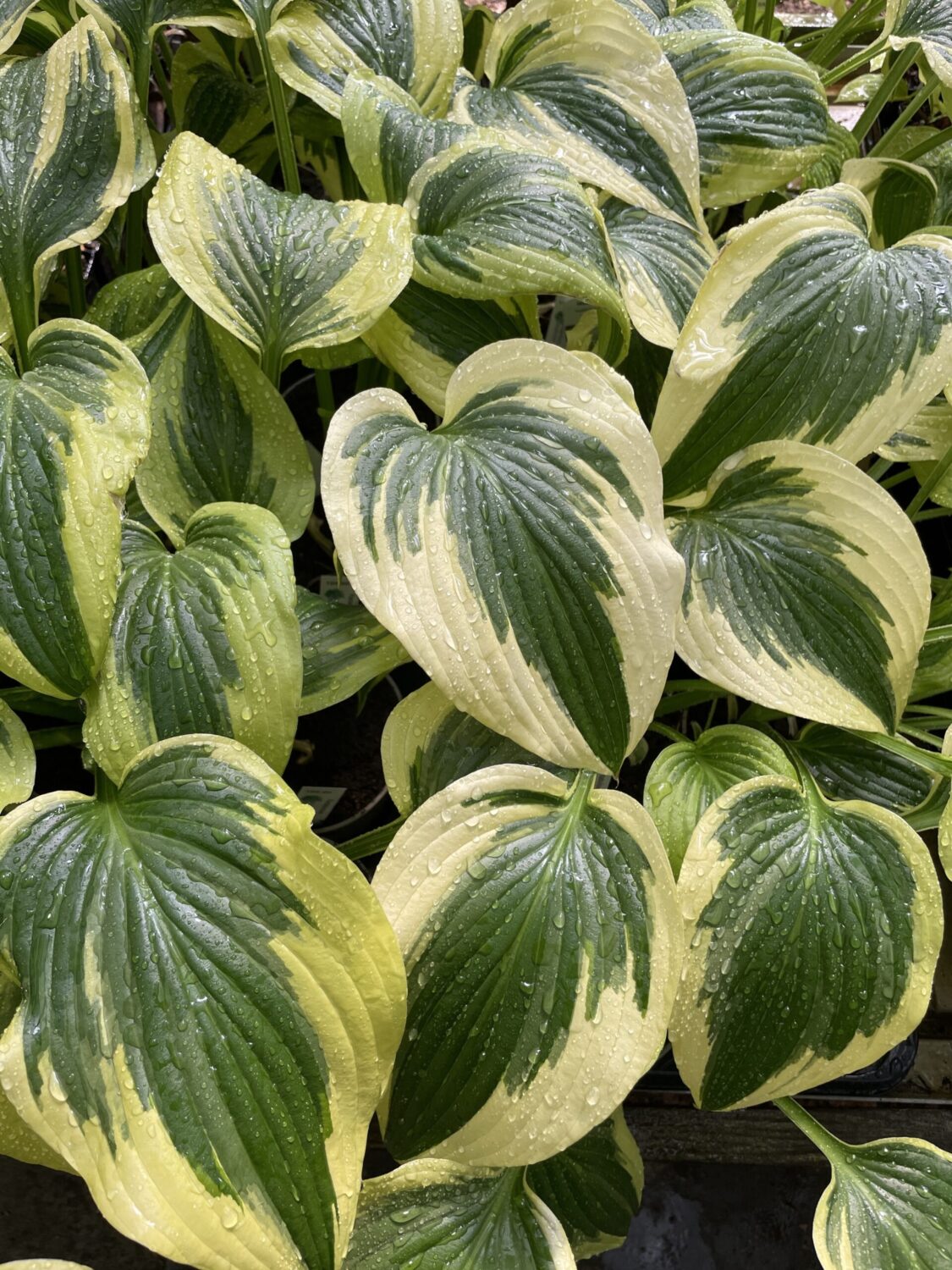 Nærbillede af cremegul og mørkegrøn hosta med dråber på bladene