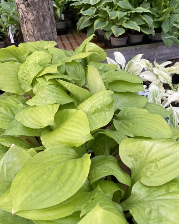 Whiskey Sour(Medium) hosta