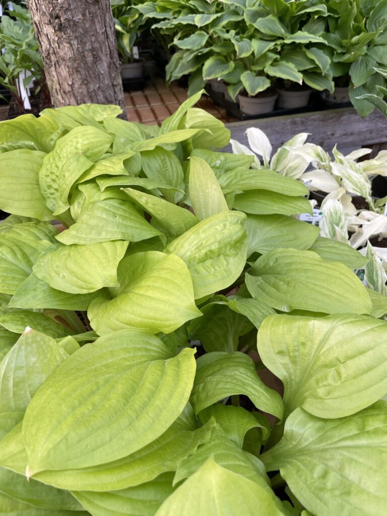 Whiskey Sour(Medium) hosta