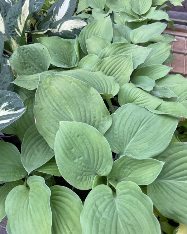 Piedmont Gold(Large) hosta