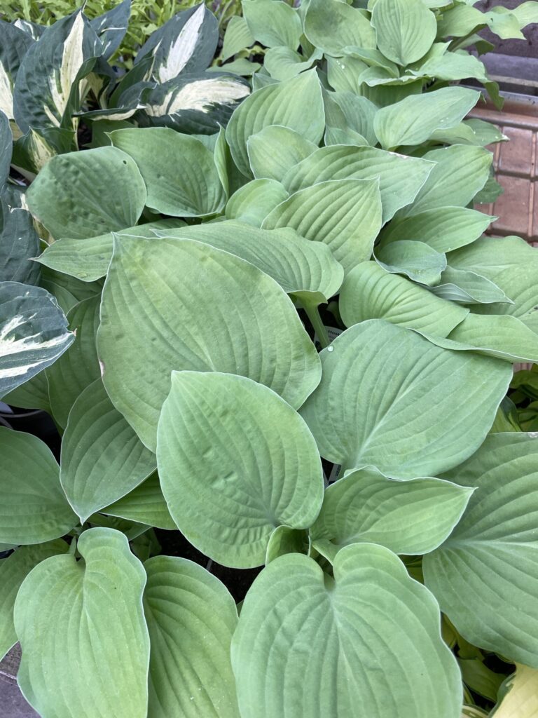 Piedmont Gold(Large) hosta