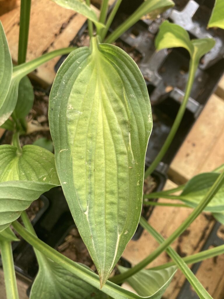 Playmate(Medium-large) hosta