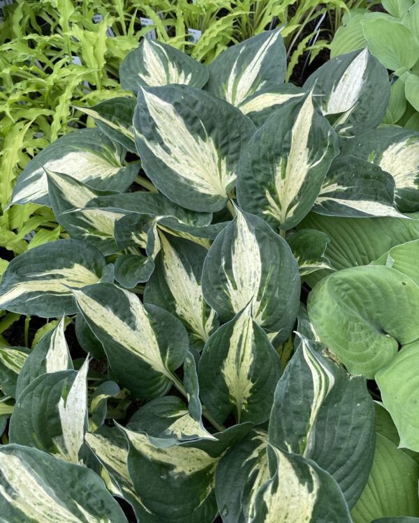 Pathfinder(Medium) hosta