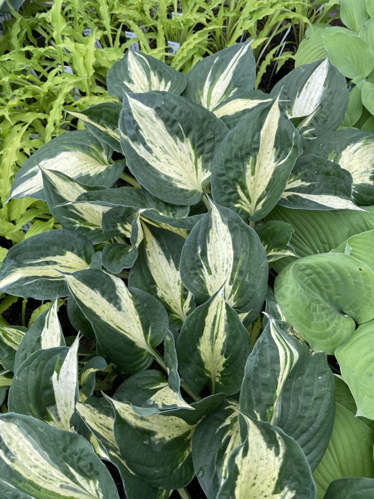 Pathfinder(Medium) hosta