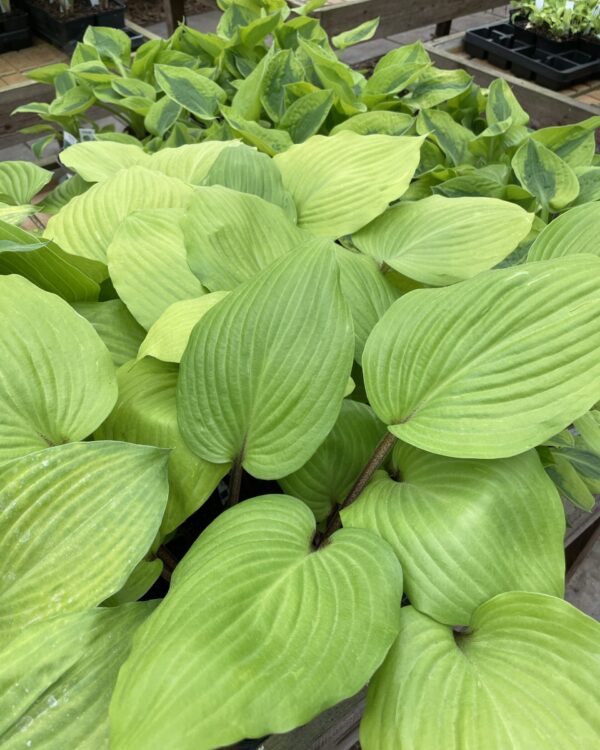 German Yellow Dragon(Medium) hosta