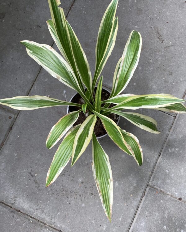 Sandhill Crane(Small-Medium) hosta