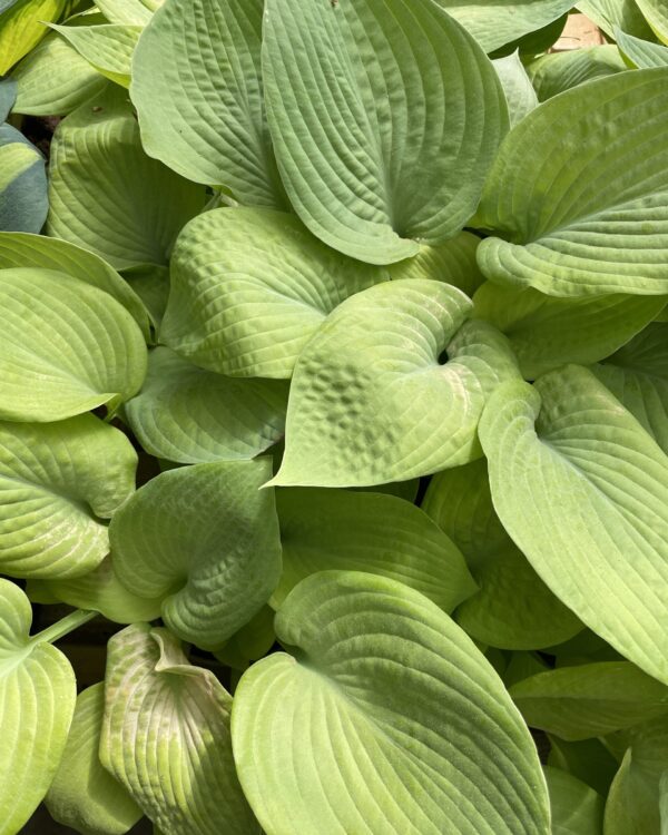 City Lights(Medium-Large) hosta