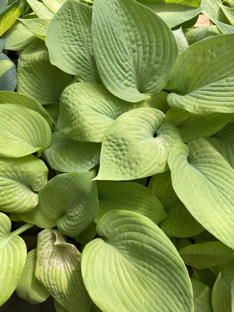 City Lights(Medium-Large) hosta