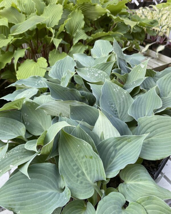 Bluetini(Small-Medium) hosta