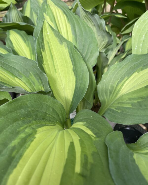 Elizabeth Chambell (Medium-large) hosta