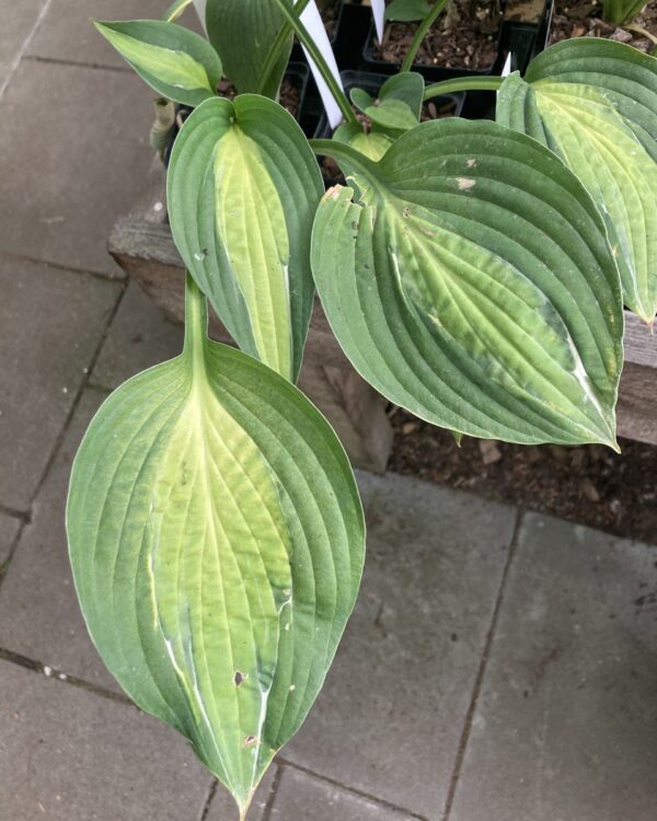 Playmate(Medium-large) hosta