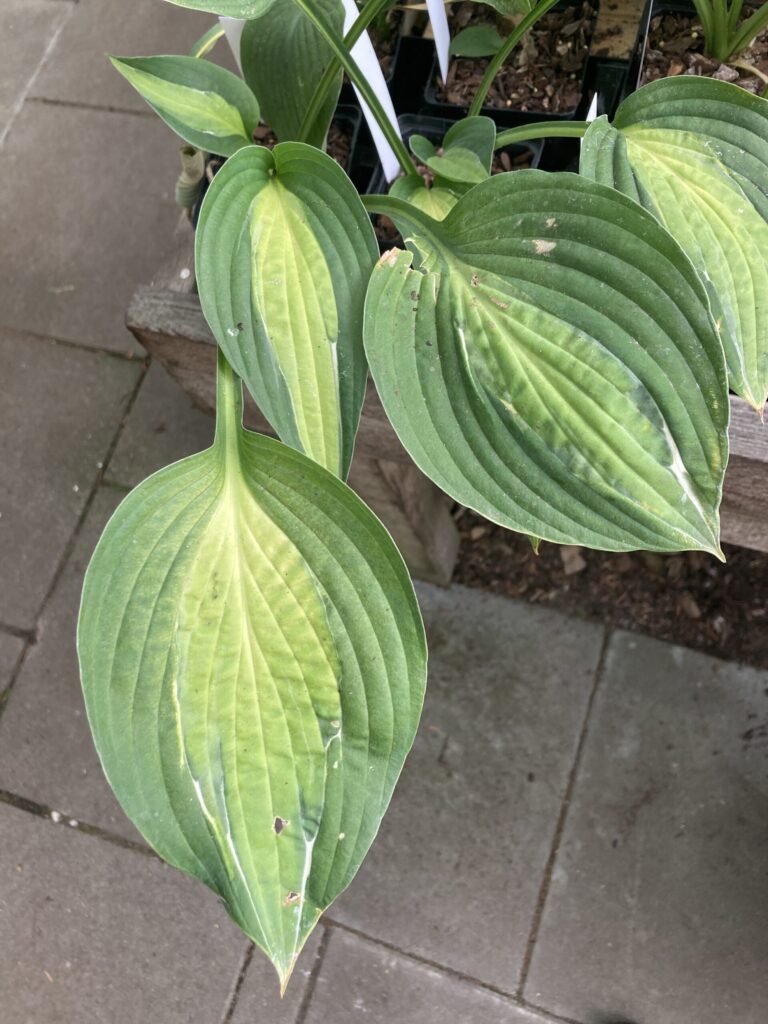 Playmate(Medium-large) hosta